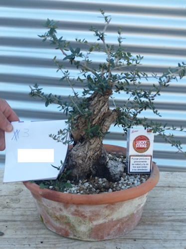 olive bonsai